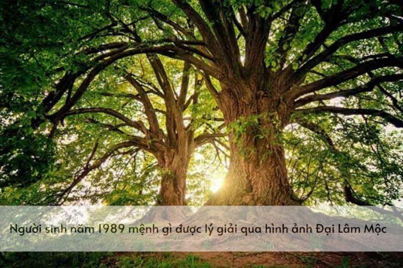 Hình ảnh cây cổ thụ to lớn, biểu tượng của mệnh Đại Lâm Mộc cho người sinh năm 1989