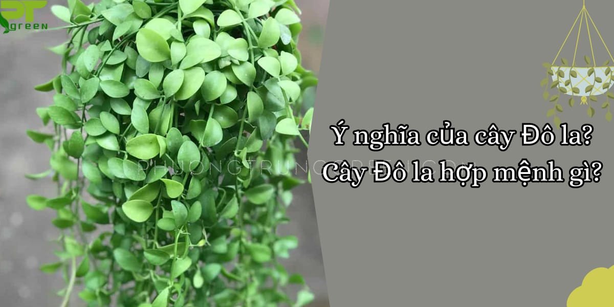Hình ảnh cây đô la xanh tươi tượng trưng cho ý nghĩa phong thủy tốt lành, thu hút tài lộc.