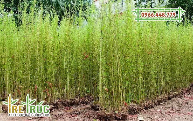 Hình ảnh cây giống trúc quân tử khỏe mạnh