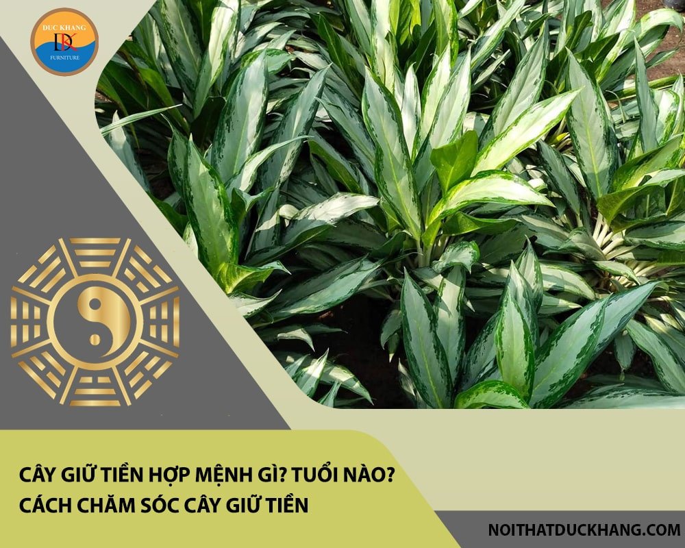 Hình ảnh cây giữ tiền với cảnh báo về các bộ phận có thể gây kích ứng khi tiếp xúc