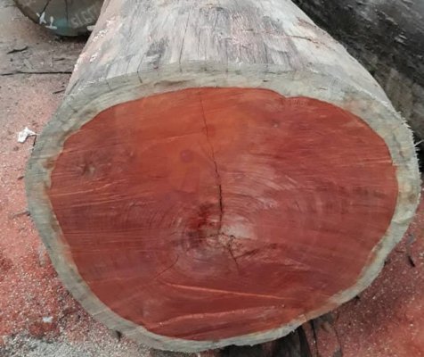Hình ảnh cây gỗ Hương nguyên bản trong rừng tự nhiên