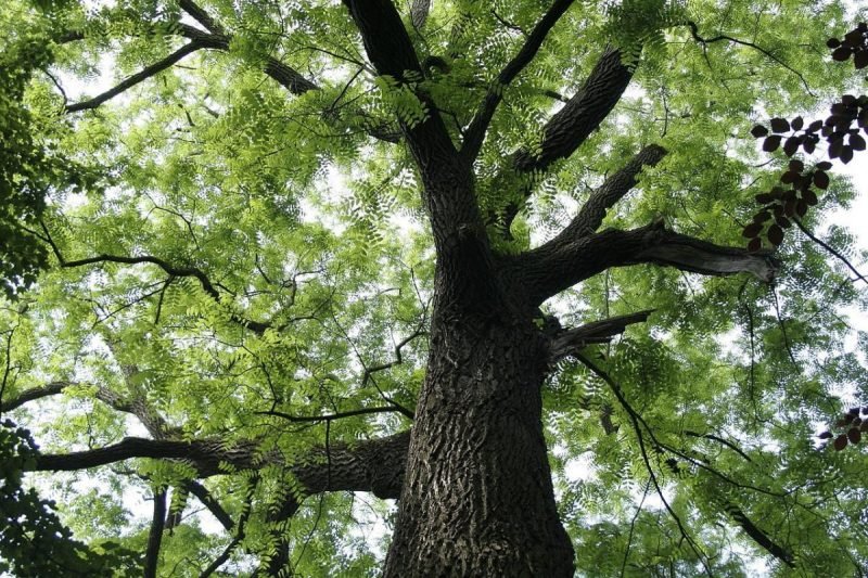 Hình ảnh cây gỗ lim trong tự nhiên