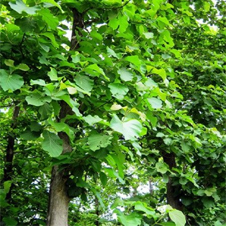 Hình ảnh cây gỗ Tếch trưởng thành trong điều kiện khí hậu nhiệt đới