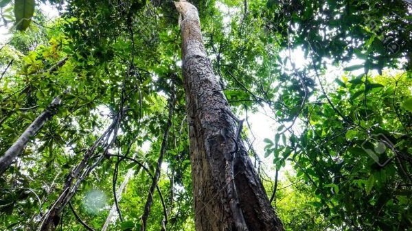 Hình ảnh cây gỗ trắc trưởng thành trong rừng