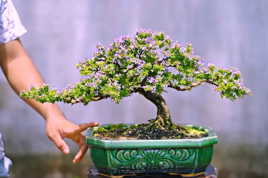 Hình ảnh cây linh sam hạt gạo Tân Phú với dáng bonsai cổ thụ