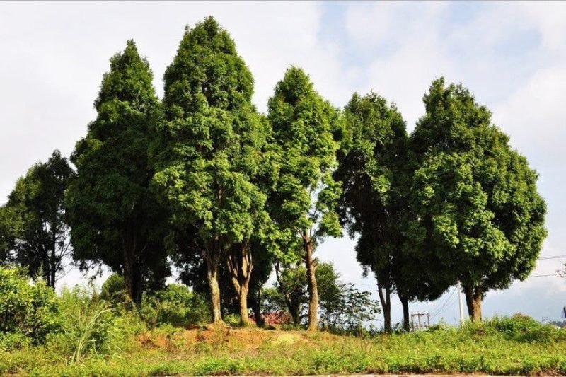 Hình ảnh cây Pơ Mu trưởng thành với thân thẳng và tán lá hình tháp
