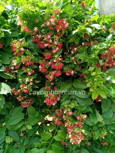 Hình ảnh cây Sử Quân Tử thân leo với hoa nở rực rỡ