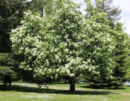 Hình ảnh Cây Tần Bì trưởng thành