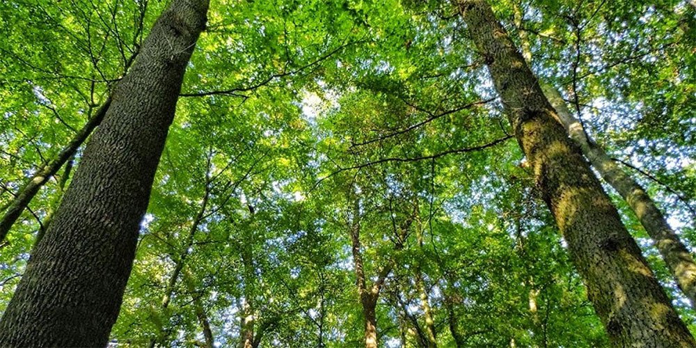 Hình ảnh cây xoan đào trưởng thành trong tự nhiên