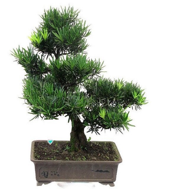 Hình ảnh chăm sóc cây vạn niên tùng bonsai tỉ mỉ, nhấn mạnh tầm quan trọng của kỹ thuật chăm sóc để cây phát triển khỏe mạnh và đẹp mắt.