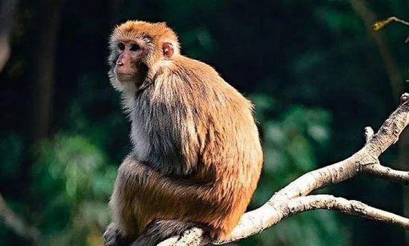 Hình ảnh con khỉ, biểu tượng tuổi Nhâm Thân sinh năm 1992 mệnh gì