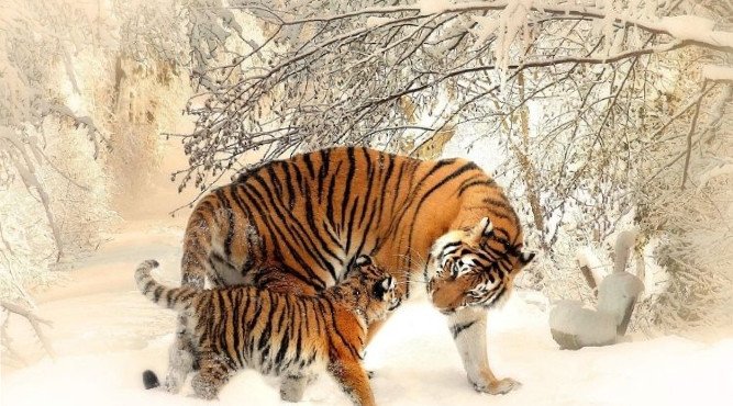 Hình ảnh của một con hổ hùng vĩ, đại diện cho bản mệnh Dần của những người sinh năm 1962, liên quan đến 63 tuổi là tuổi con gì