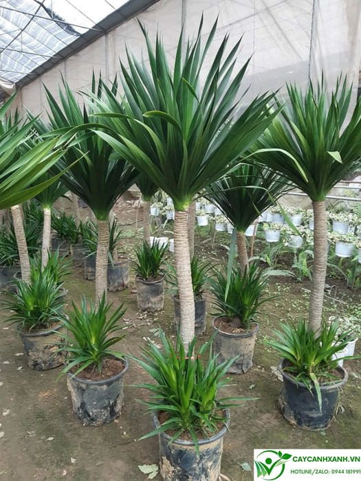 Hình ảnh đặc điểm chi tiết của cây phát tài núi