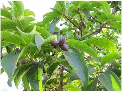 Hình ảnh hoa và quả đặc trưng của cây gỗ chiu liu