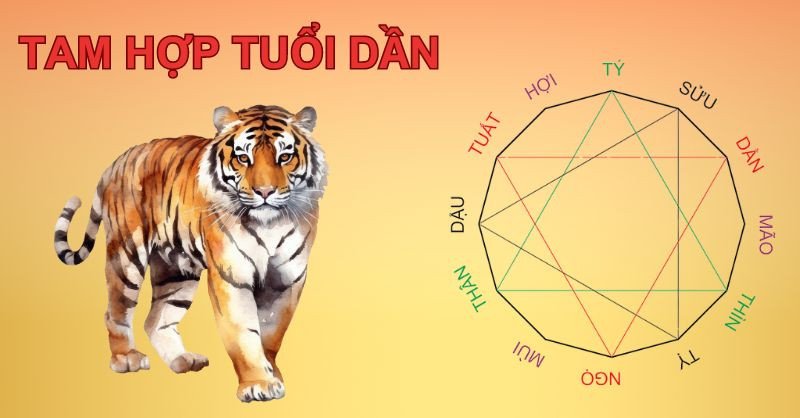 Hình ảnh khái quát về tuổi Dần hợp tuổi gì trong mối quan hệ tam hợp
