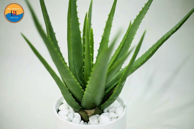 Hình ảnh một cây nha đam khỏe mạnh với thân và lá mọng nước