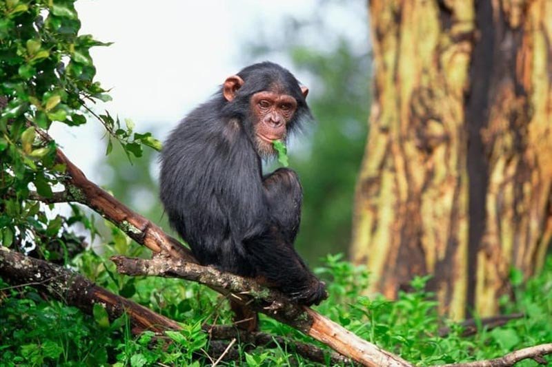 Hình ảnh một gia đình hạnh phúc, minh họa lời khuyên cho người tuổi Mậu Thân 2028