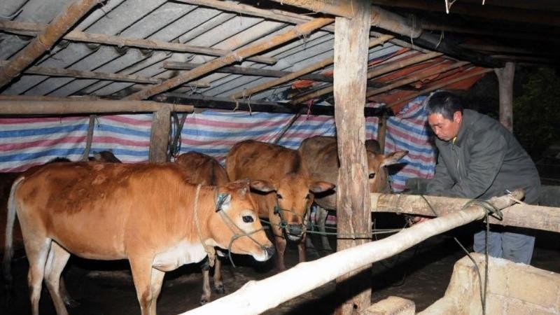 Hình ảnh một gia đình nông dân đang cúng tế trước chuồng trại truyền thống, thể hiện nghi thức cúng ông chuồng bà chuồng cầu mong vật nuôi khỏe mạnh