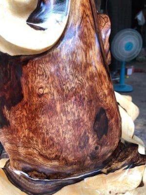 Hình ảnh thân cây gỗ Cẩm đứng sừng sững trong rừng