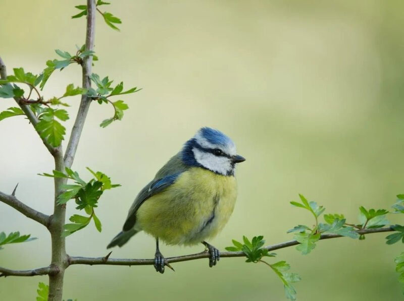 Hình ảnh tượng trưng cho con gái tuổi Sửu với vận mệnh may mắn và phúc lộc bền vững.