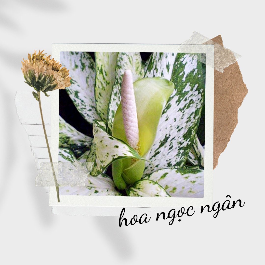 Hoa cây ngọc ngân màu trắng xanh, biểu tượng cho may mắn và tài lộc nở rộ