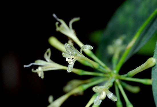 Hoa cây trúc nhật nhỏ nhắn màu trắng, tạo vẻ đẹp thanh tao