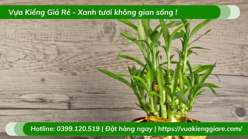 Hoa cây trúc phú quý tượng trưng cho tài lộc dồi dào