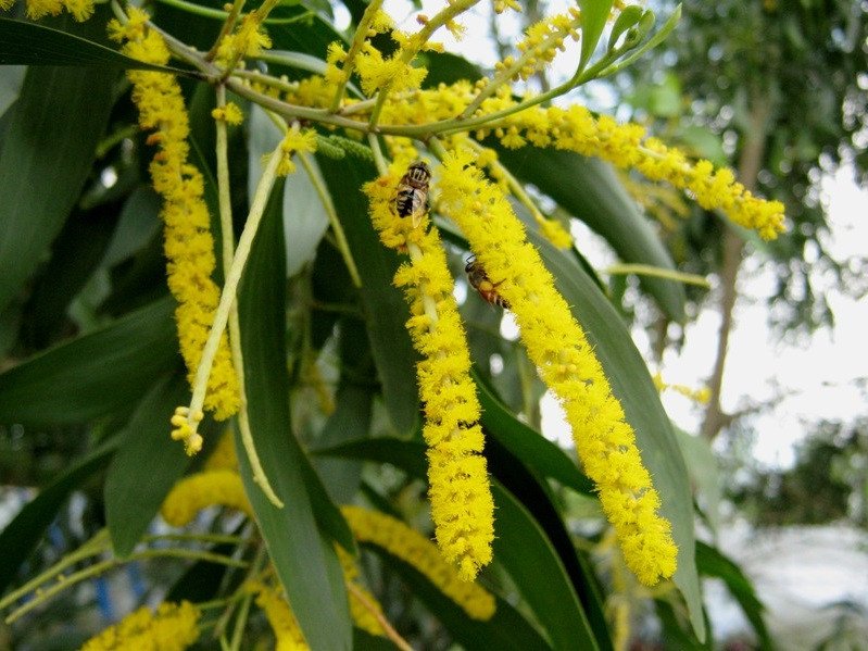 Hoa Keo màu vàng hoặc vàng kem đặc trưng