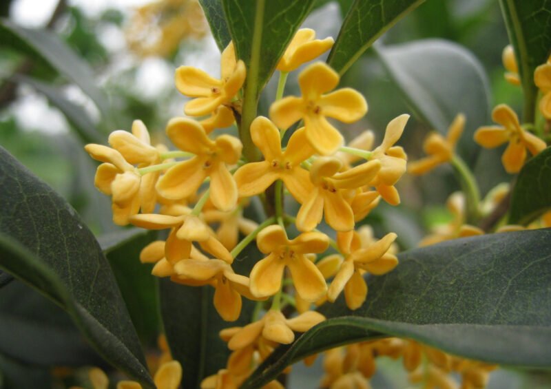 Hoa mộc hương trắng tinh khôi, mang đến ý nghĩa phong thủy tốt đẹp và giải đáp cây mộc hương hợp tuổi nào