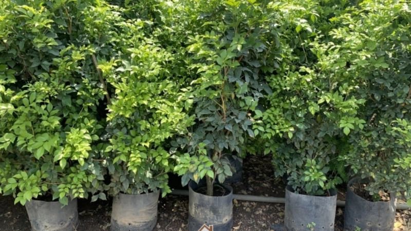 Hoa nguyệt quế rực rỡ mang lại may mắn, giải đáp hoa nguyệt quế hợp mệnh gì