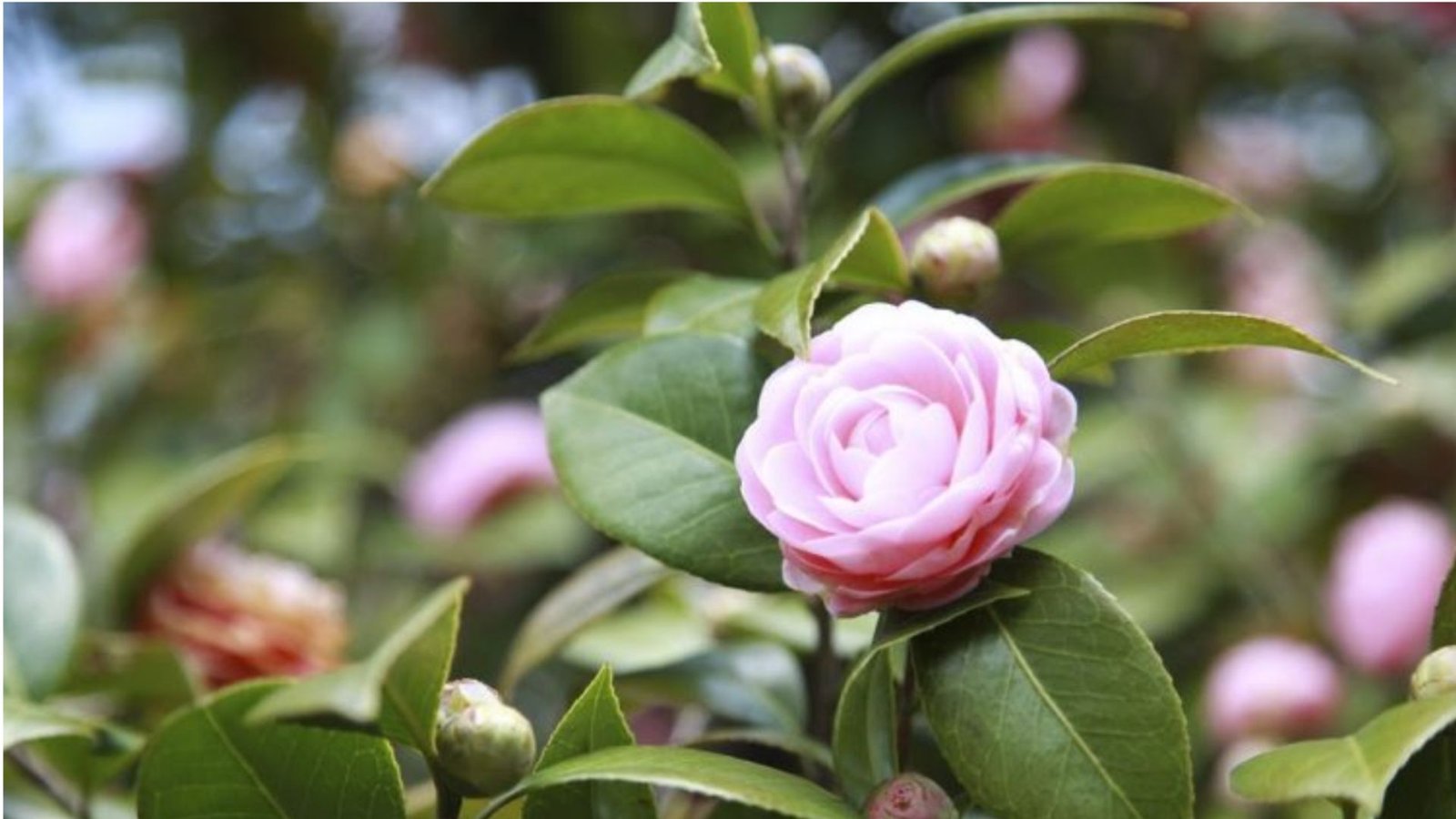 Hoa trà mang ý nghĩa phong thủy tốt lành cho gia chủ