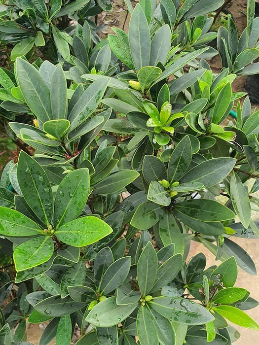 Hoa trà tứ quý nở quanh năm, biểu tượng cho sự may mắn và tài lộc dồi dào.