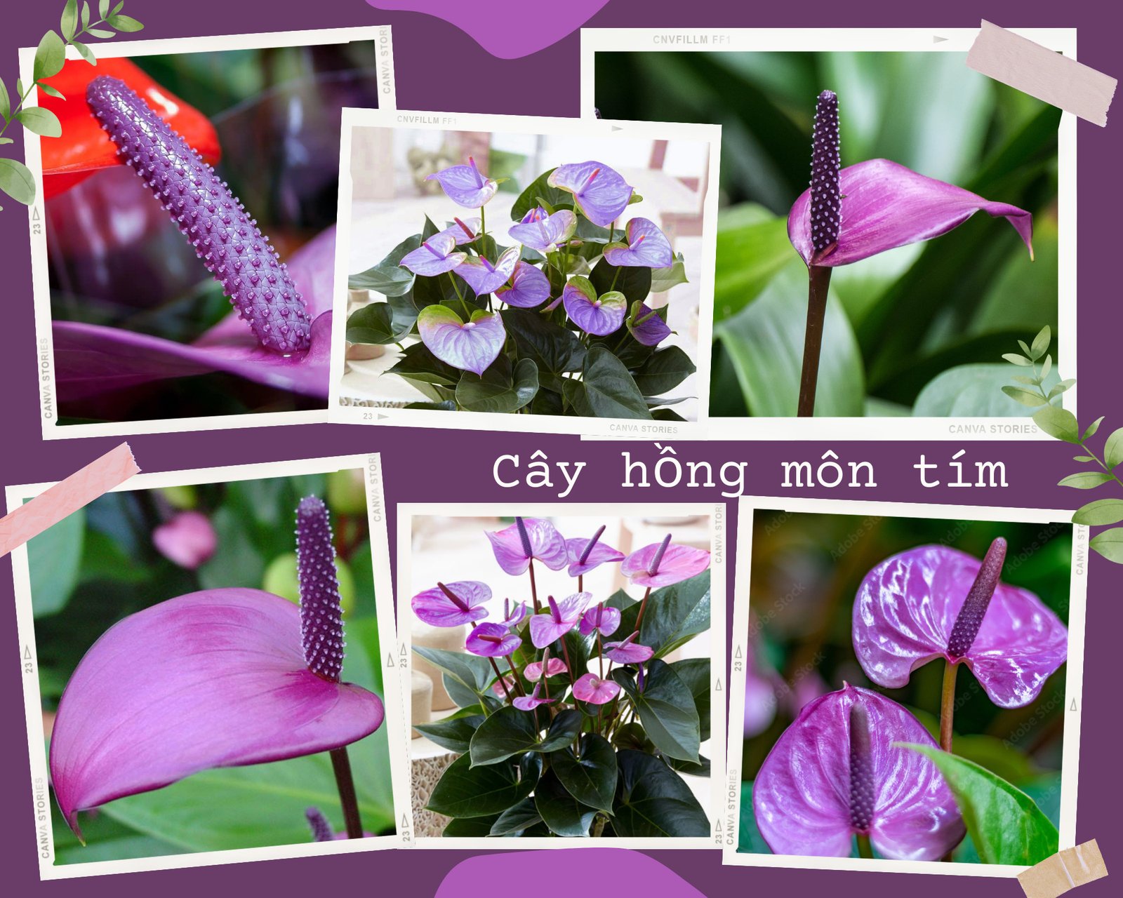 Hồng Môn tím sang trọng, mang lại may mắn và bình an