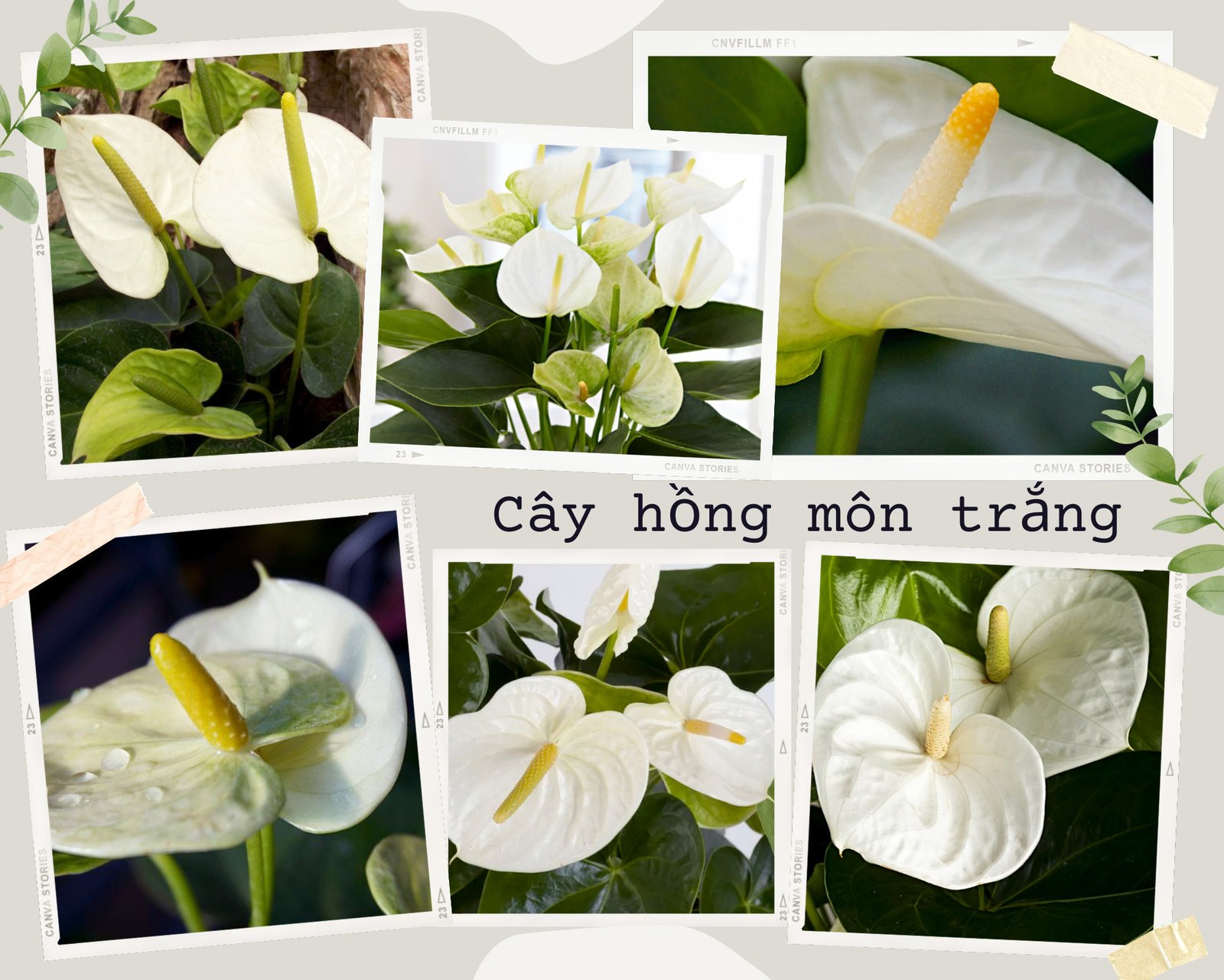 Hồng Môn trắng tinh khôi, phù hợp với người mệnh Kim và Thủy
