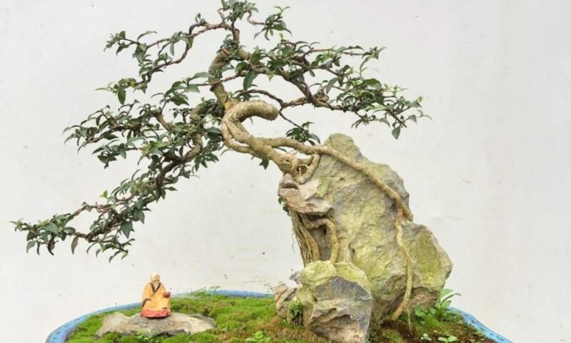 Hồng ngọc mai bonsai hợp mệnh gì trong không gian sống