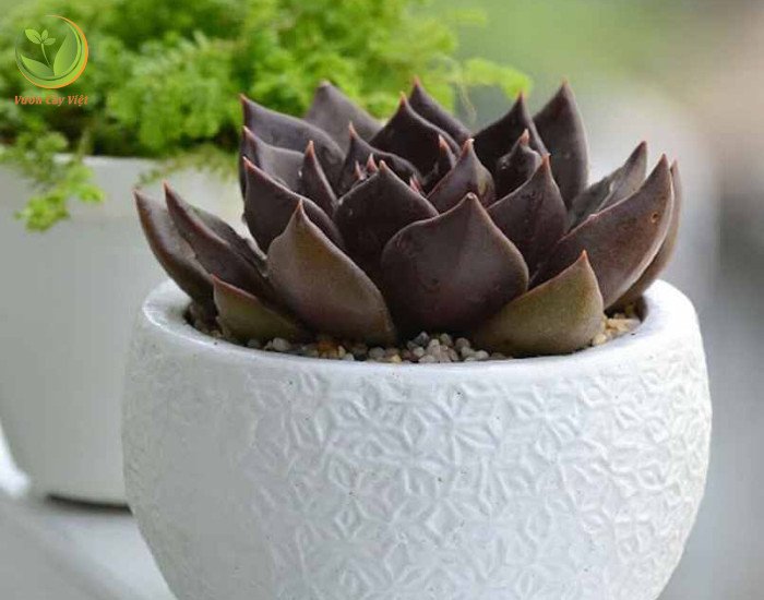 Hướng dẫn các bước trồng sen đá nâu để cây phát triển khỏe mạnh.