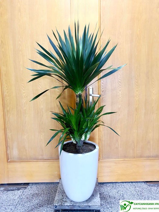 Hướng dẫn cách chăm sóc cây phát tài núi xanh tốt