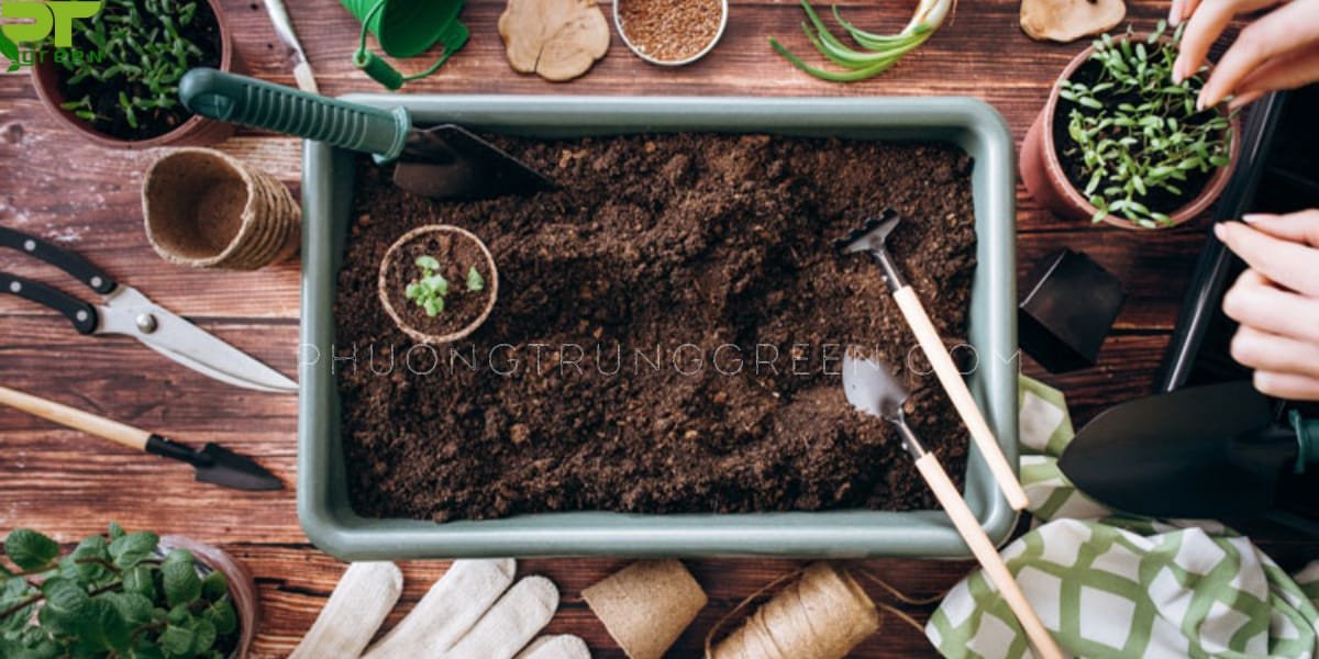 Hướng dẫn cách trồng cây cau cảnh trong đất tơi xốp giàu dinh dưỡng