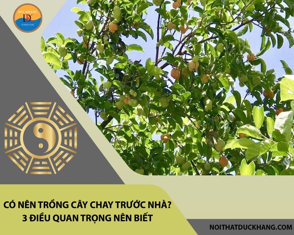 Hướng dẫn cách trồng và chăm sóc cây chay đúng cách để cây phát triển tốt, mang lại may mắn cho gia chủ
