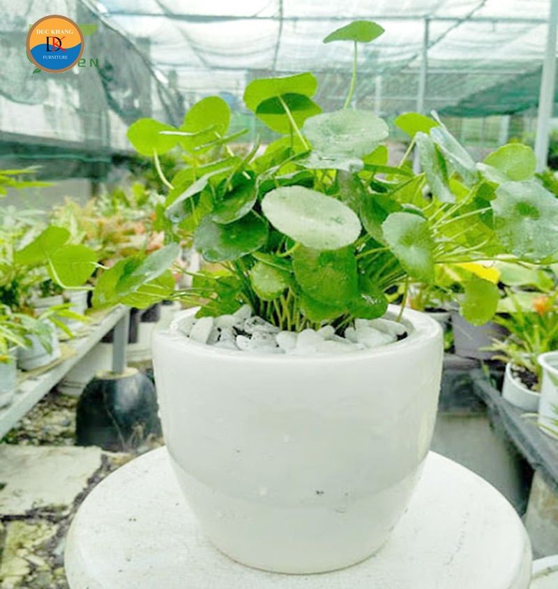 Hướng dẫn cách trồng và chăm sóc cây Cỏ Đồng Tiền