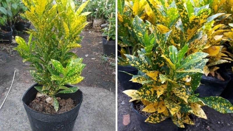 hướng dẫn chăm sóc cây vàng bạc đúng cách
