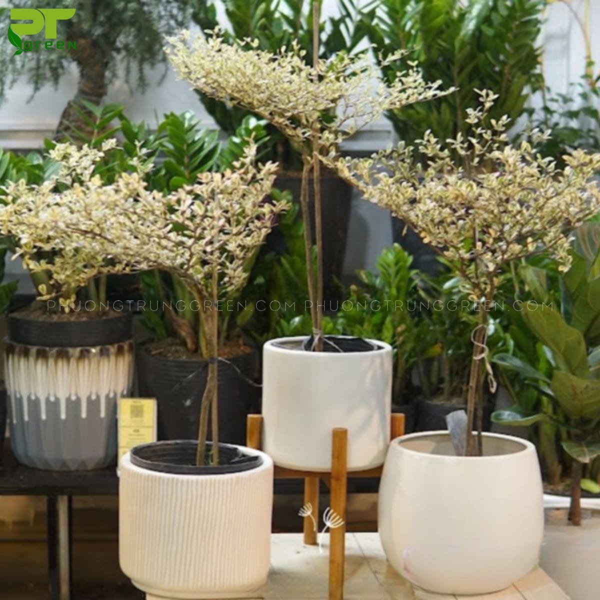 Hướng dẫn chi tiết cách trồng và chăm sóc cây bàng cẩm thạch đúng kỹ thuật