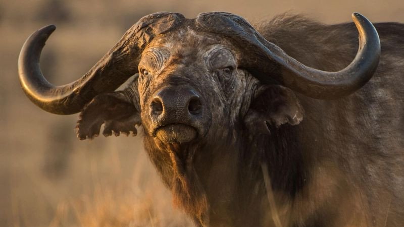 Hướng phong thủy tốt lành cho người 1997 mệnh gì tuổi gì