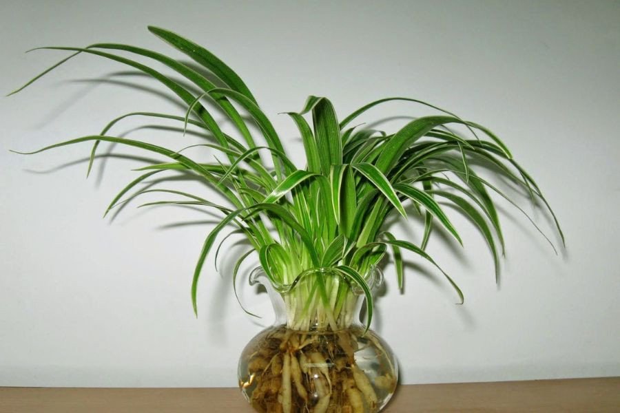 Khả năng thanh lọc không khí của lan chi rất tốt.