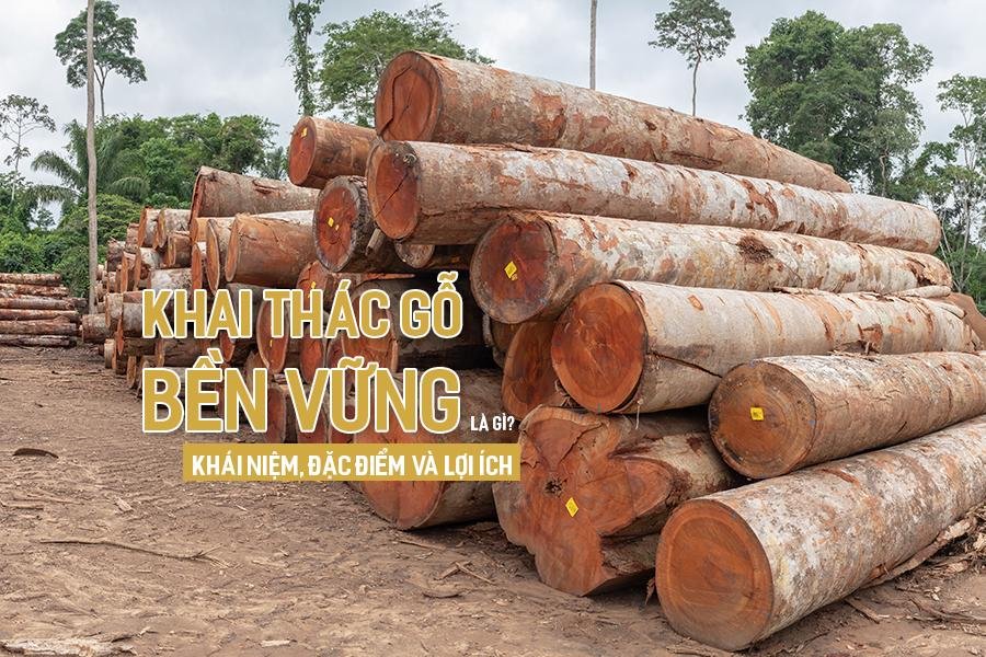 Hình ảnh minh họa khai thác gỗ bền vững và ý nghĩa của thuật ngữ tiếng Anh sustainable logging