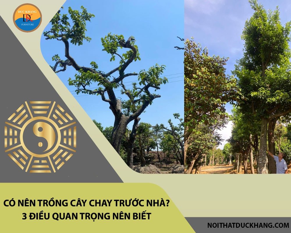 Khám phá xem cây chay hợp mệnh gì và tuổi nào để thu hút tài lộc, bình an theo nguyên tắc phong thủy