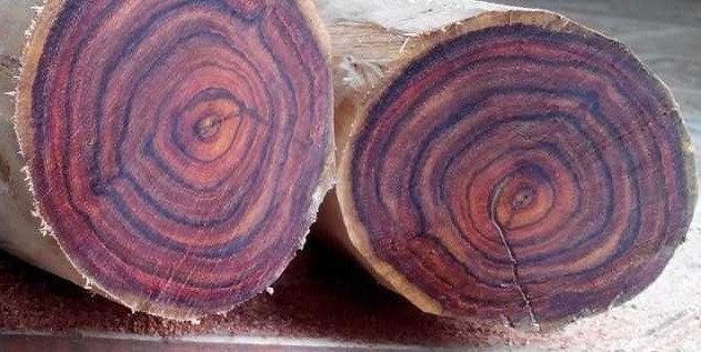 Khúc gỗ Sưa có màu đỏ nâu và vân gỗ đẹp mắt