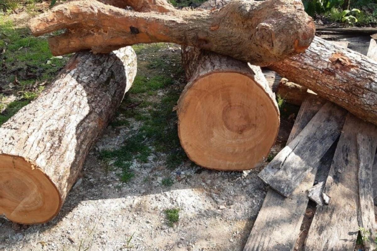 Khúc gỗ Xá Xị (Gù Hương) với vân gỗ đẹp và mùi hương nồng nàn đặc trưng, một trong 8 loại gỗ thơm nhất Việt Nam