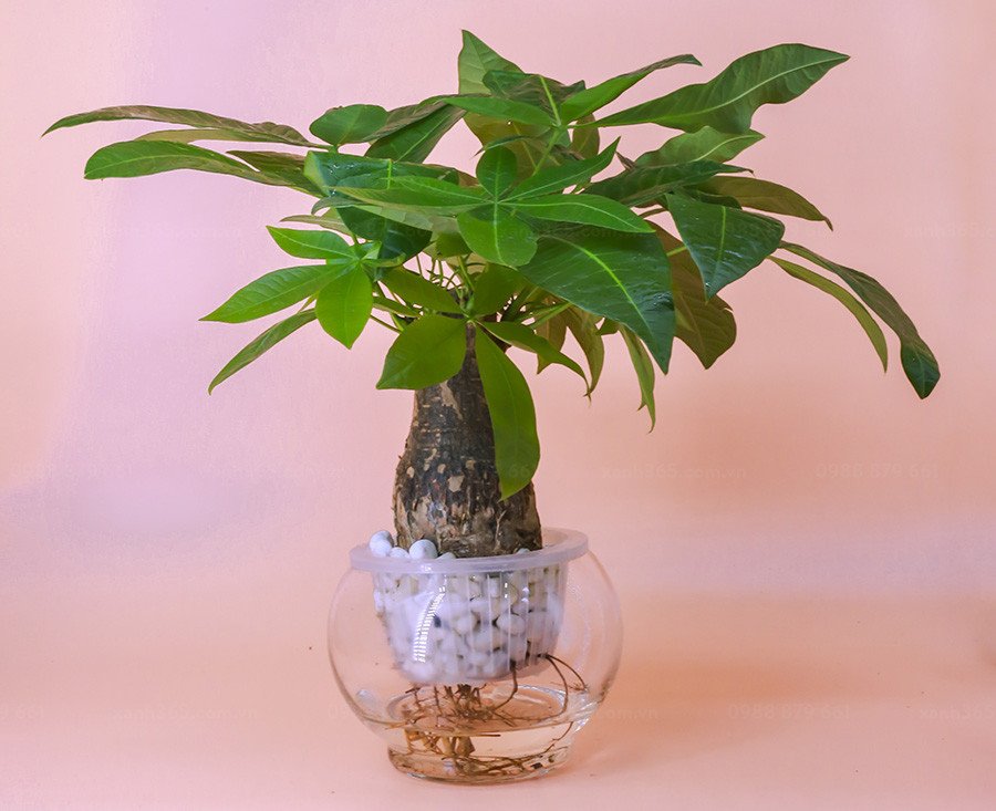 kim ngân có thể trồng thuỷ sinh