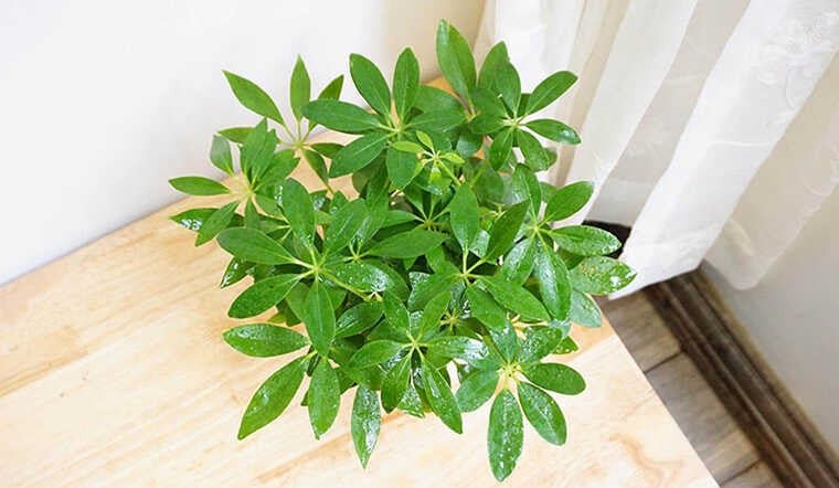 Kỹ thuật chăm sóc cây ngũ gia bì hợp mệnh gì để cây luôn xanh tốt